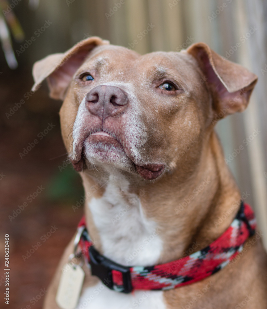 American Staffordshire Terrier / Pit bull Portrait 