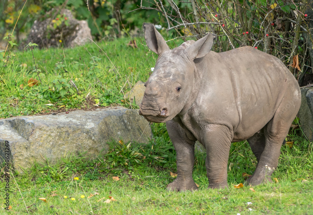 Fototapeta premium baby white rhinoceros