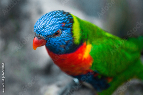 Rainbow Lorikeet / Colorful Bird 