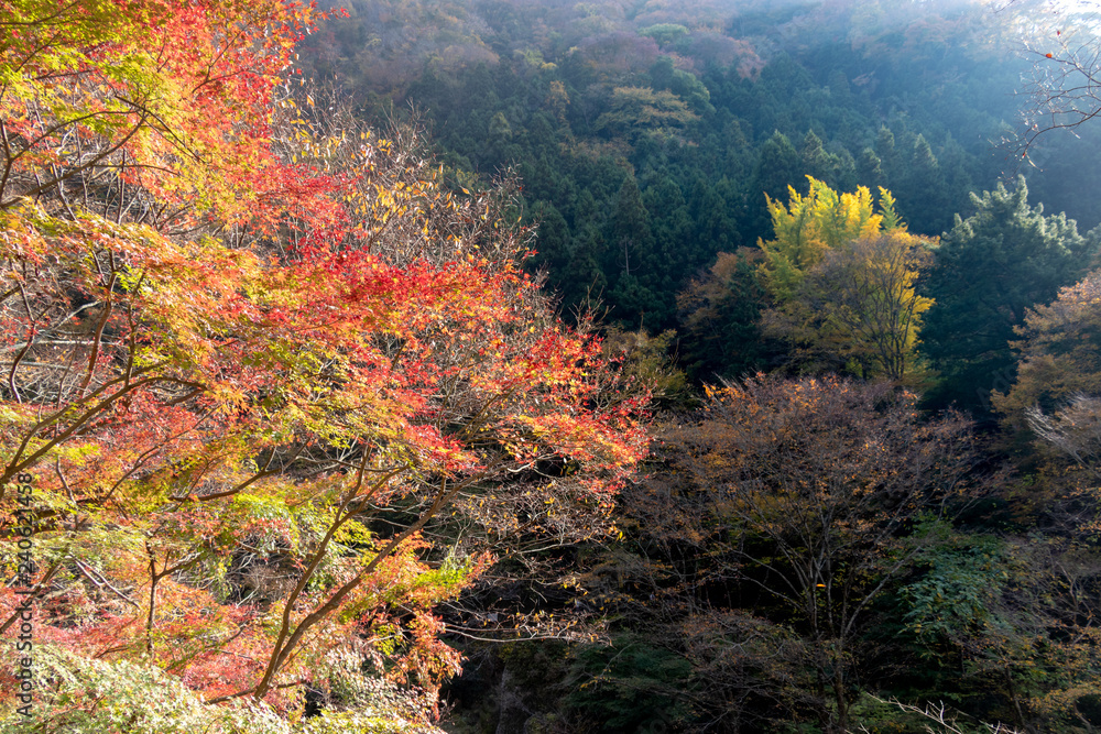 Autumn leaves of Fukuroda Falls in Daigo-cho, Kuji-district, Ibaraki Prefecture, Japan / 