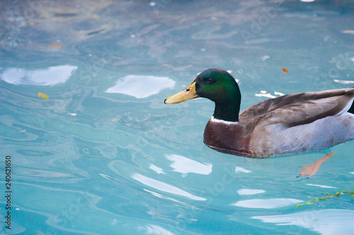 Duck Swimming Through the Water 