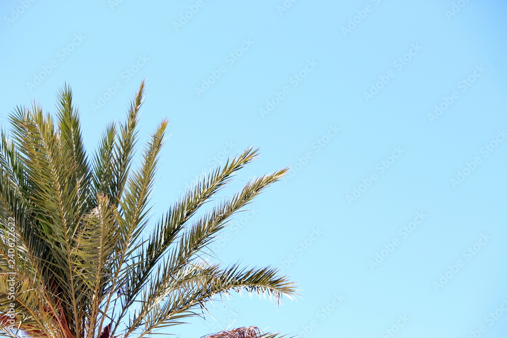 Green palm tree fronds against a blue summer sky, no clouds, Copy space Green palm tree fronds against a blue summer sky, no clouds, Copy space