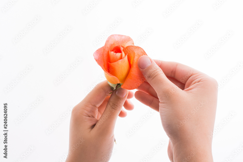 Hand holding a rose