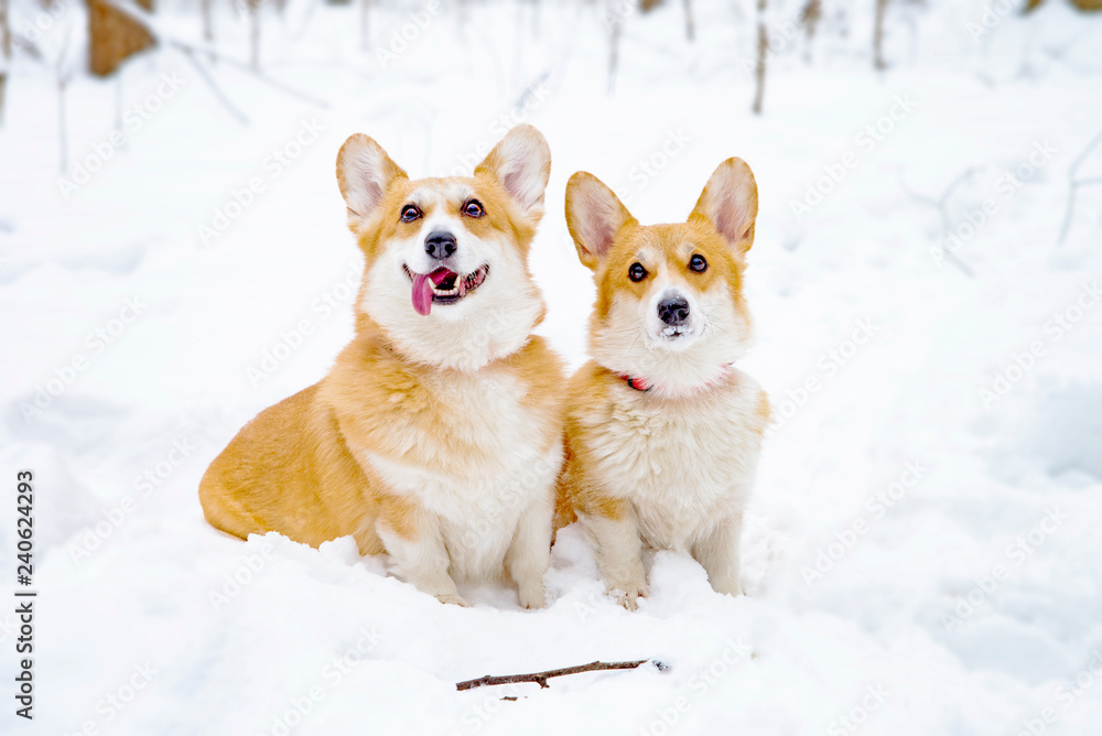 dogs welsh corgi pembroke in winter