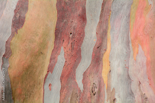 Colorful abstract pattern texture of Eucalyptus tree bark photo