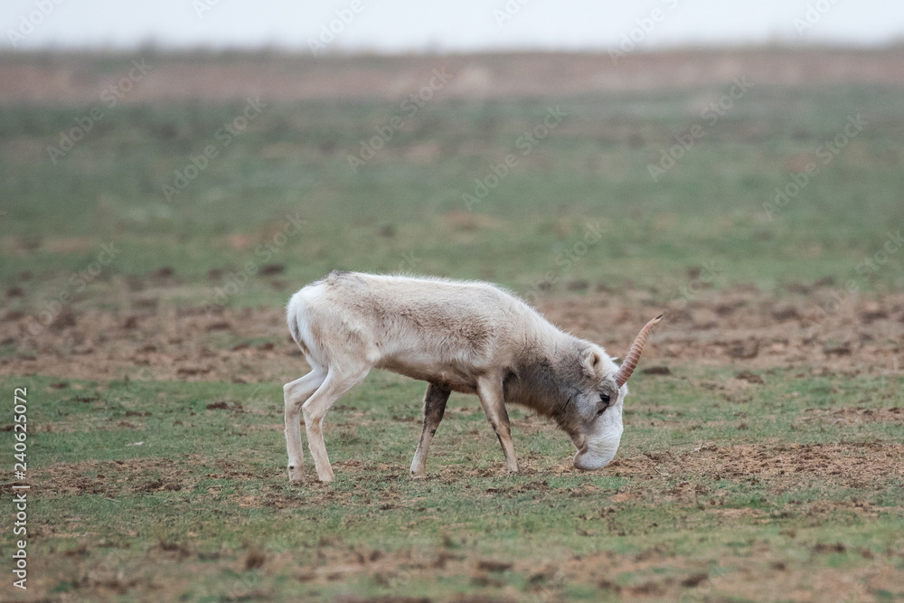 The appearance of a powerful male during the rut. Saiga tatarica is listed in the Red Book, Chyornye Zemli (Black Lands) Nature Reserve, Kalmykia region, Russia. The appearance of a powerful male during the rut. Saiga tatarica is listed in the Red Book, Chyornye Zemli (Black Lands) Nature Reserve, Kalmykia region, Russia.
