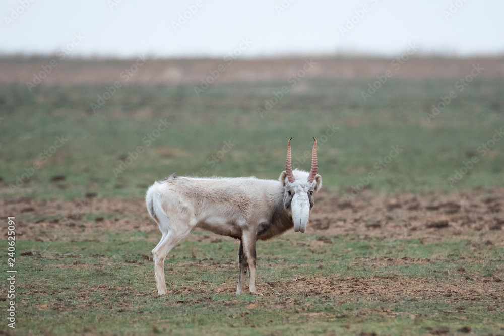 Obraz premium The appearance of a powerful male during the rut. Saiga tatarica is listed in the Red Book, Chyornye Zemli (Black Lands) Nature Reserve, Kalmykia region, Russia.