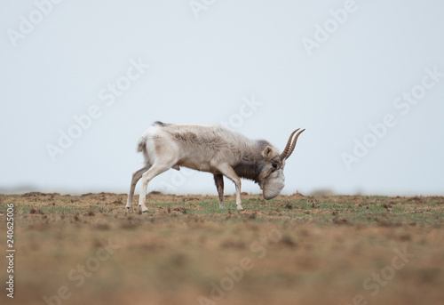 The appearance of a powerful male during the rut. Saiga tatarica is listed in the Red Book, Chyornye Zemli (Black Lands) Nature Reserve, Kalmykia region, Russia. photo