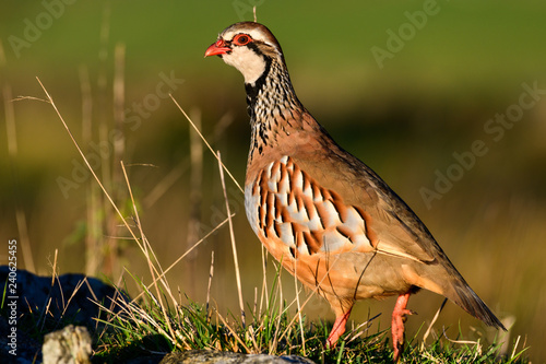 Wild Red-legged Partridge in natural habitat of reeds and grasses on moorland in Yorkshire Dales, UK photo