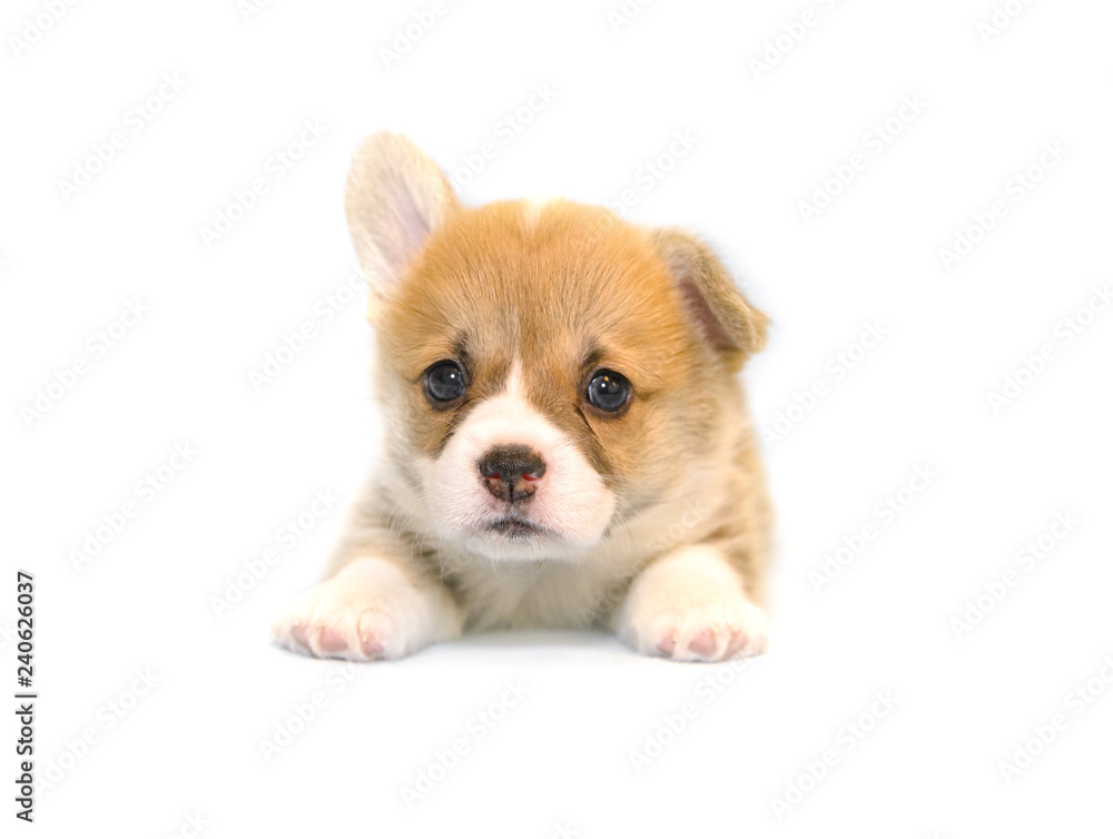 puppy on a white background, corgi pembroke