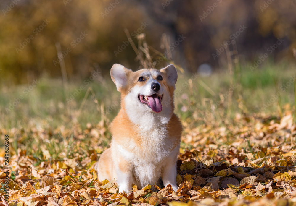 little dog, puppy, in the autumn forest on yellow foliage