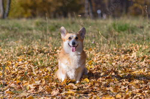little dog  puppy  in the autumn forest on yellow foliage