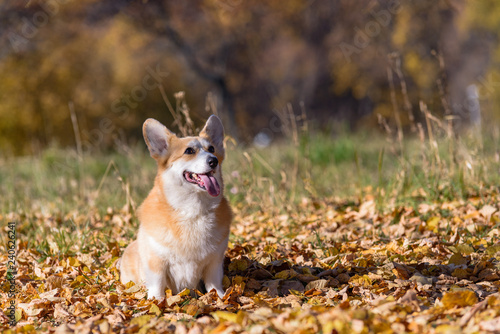 little dog, puppy, in the autumn forest on yellow foliage