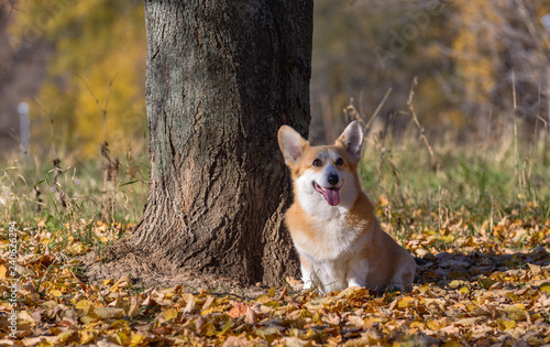 Fototapeta Naklejka Na Ścianę i Meble -  little dog, puppy, in the autumn forest on yellow foliage