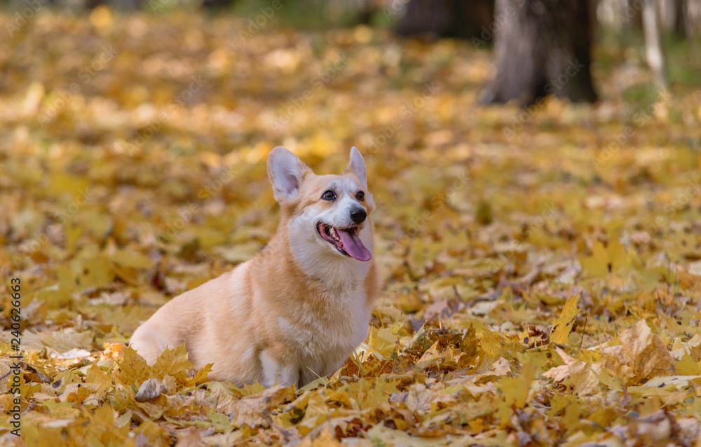little dog, puppy, in the autumn forest on yellow foliage little dog, puppy, in the autumn forest on yellow foliage
