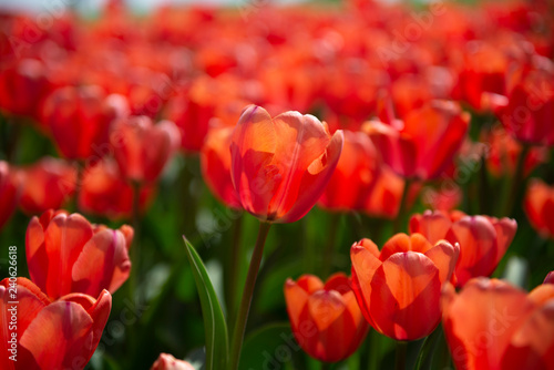 Tons of red tulip flower during a day time in Spring season in Japan.