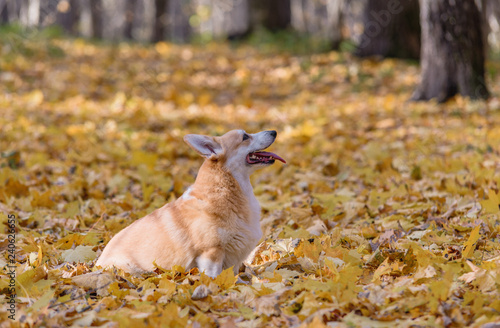 little dog, puppy, in the autumn forest on yellow foliage