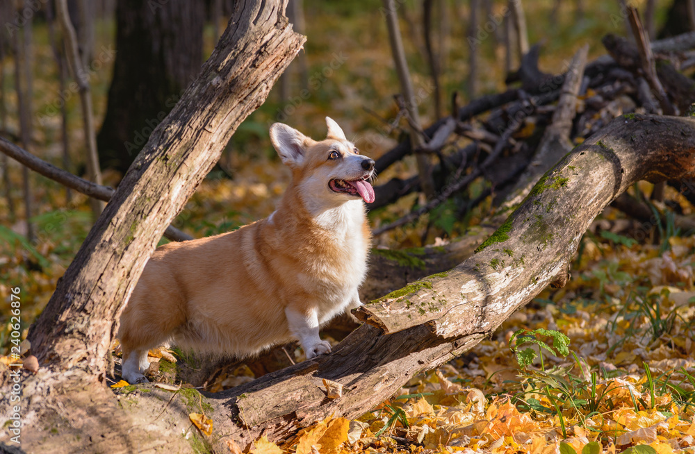 Fototapeta premium little dog, puppy, in the autumn forest on yellow foliage