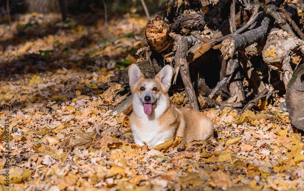 little dog, puppy, in the autumn forest on yellow foliage little dog, puppy, in the autumn forest on yellow foliage