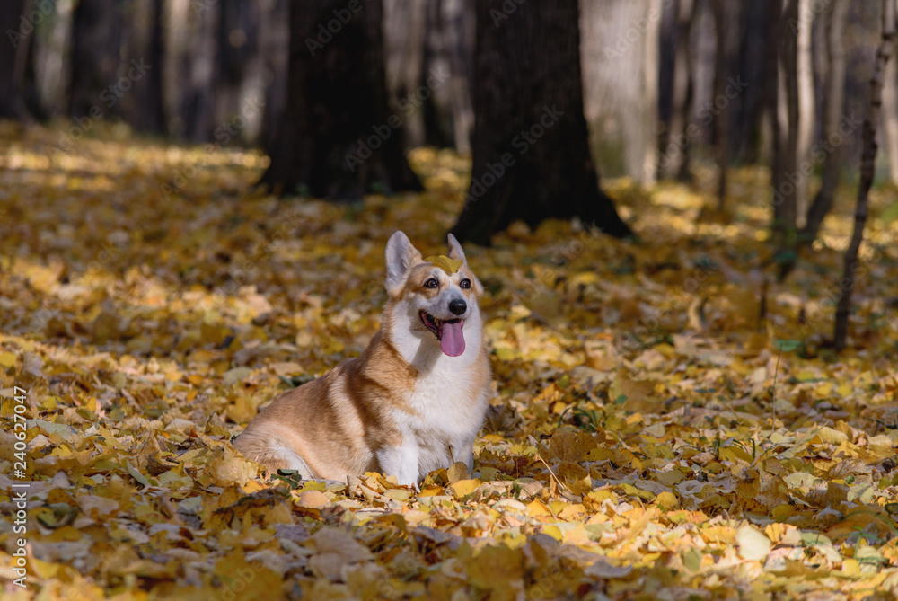 little dog, puppy, in the autumn forest on yellow foliage