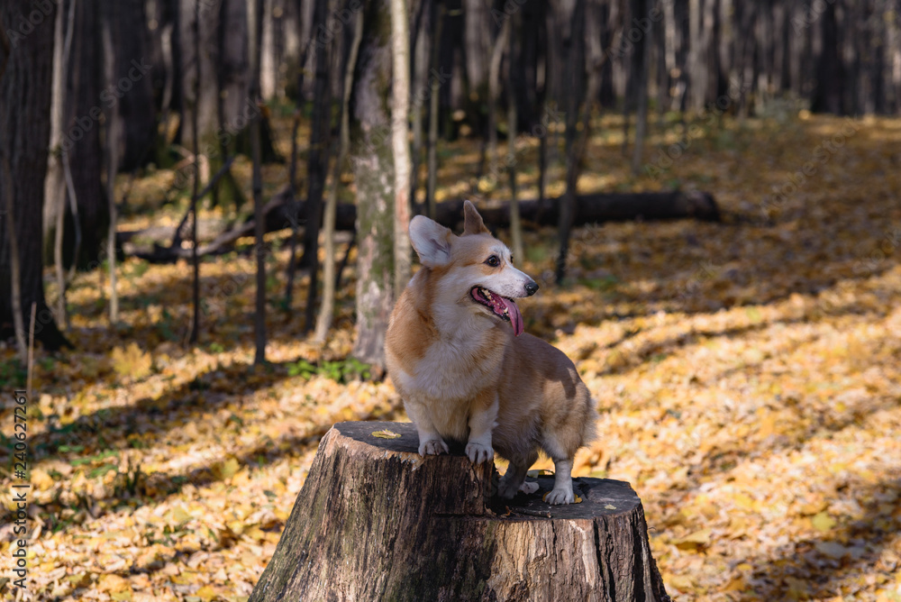 Fototapeta premium little dog, puppy, in the autumn forest on yellow foliage