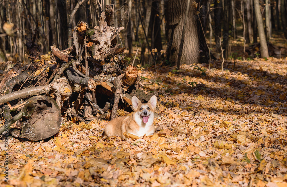 little dog, puppy, in the autumn forest on yellow foliage