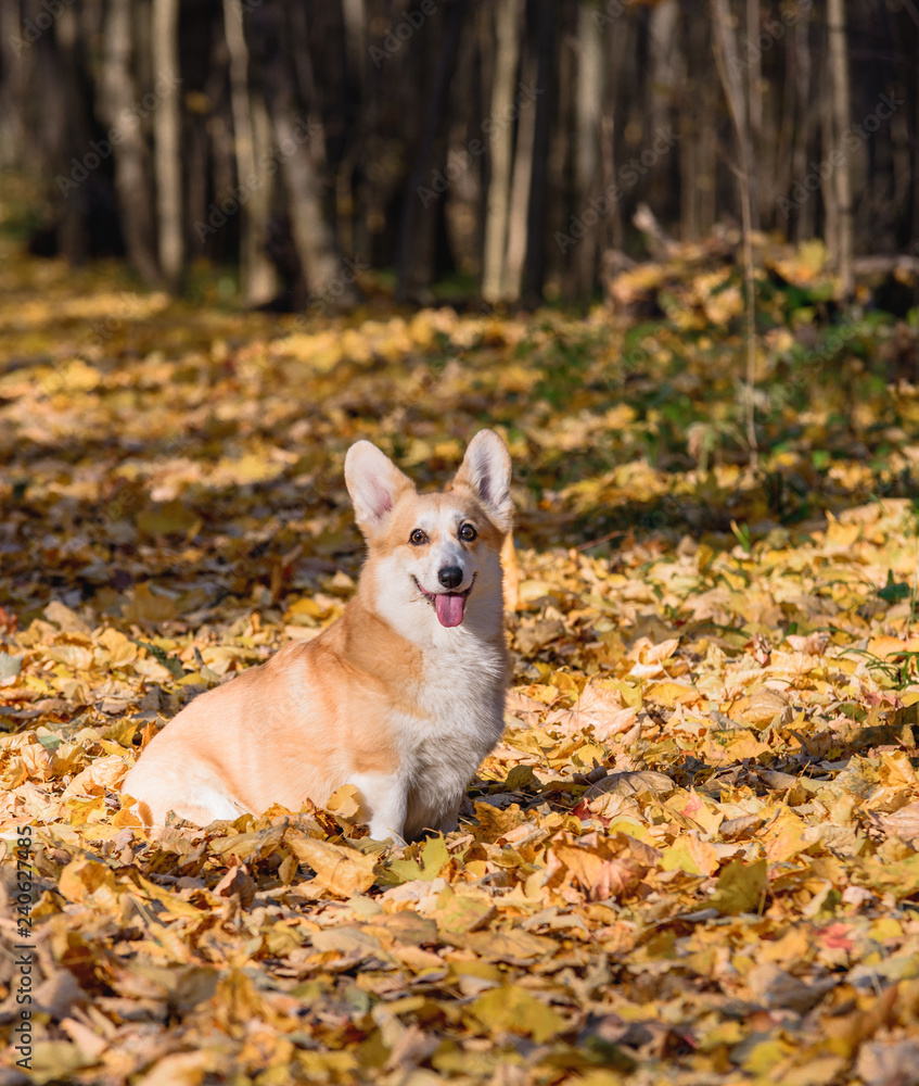 little dog, puppy, in the autumn forest on yellow foliage