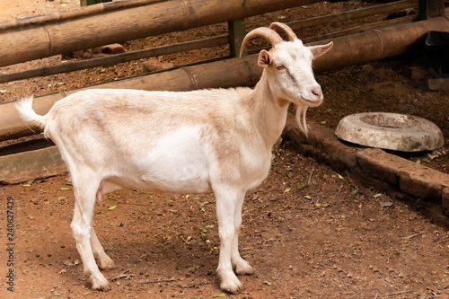 Little Goat on the farm