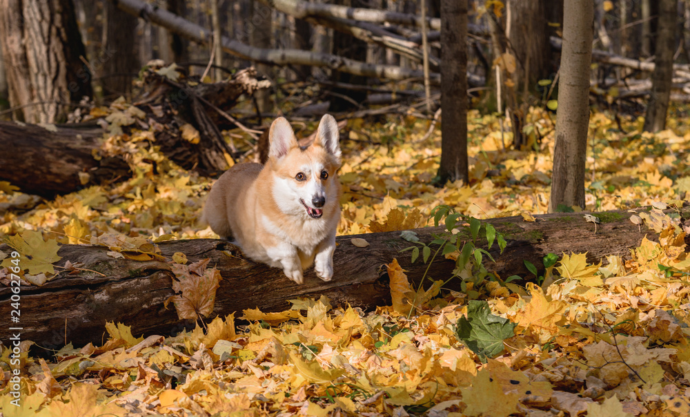 little dog, puppy, in the autumn forest on yellow foliage little dog, puppy, in the autumn forest on yellow foliage