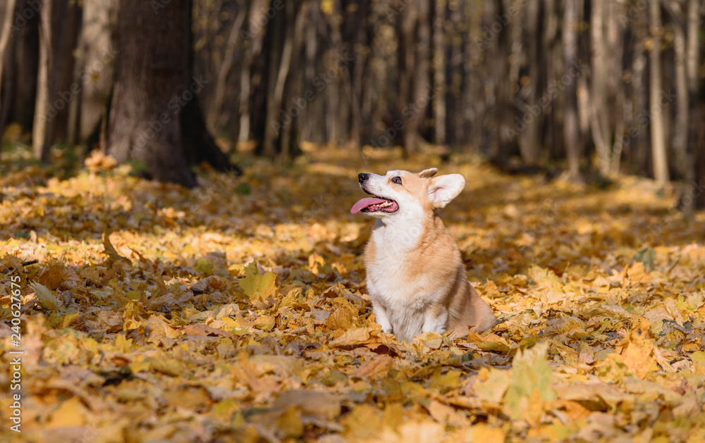 little dog, puppy, in the autumn forest on yellow foliage little dog, puppy, in the autumn forest on yellow foliage