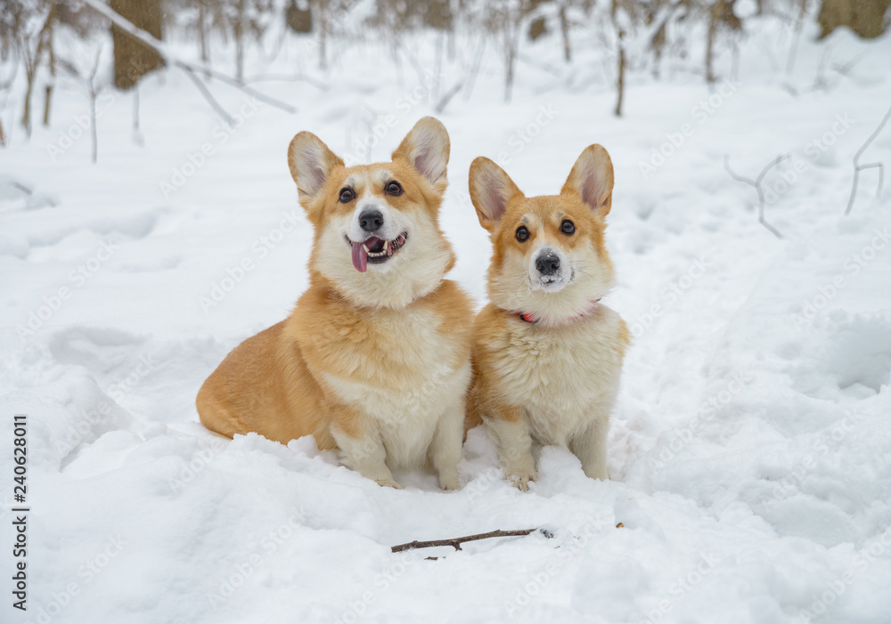 two small dogs in the winter forest, welsh corgi pembroke