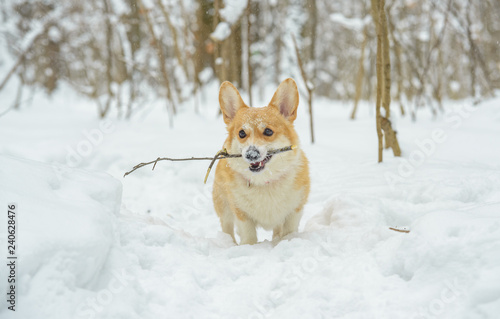 two small dogs in the winter forest  welsh corgi pembroke