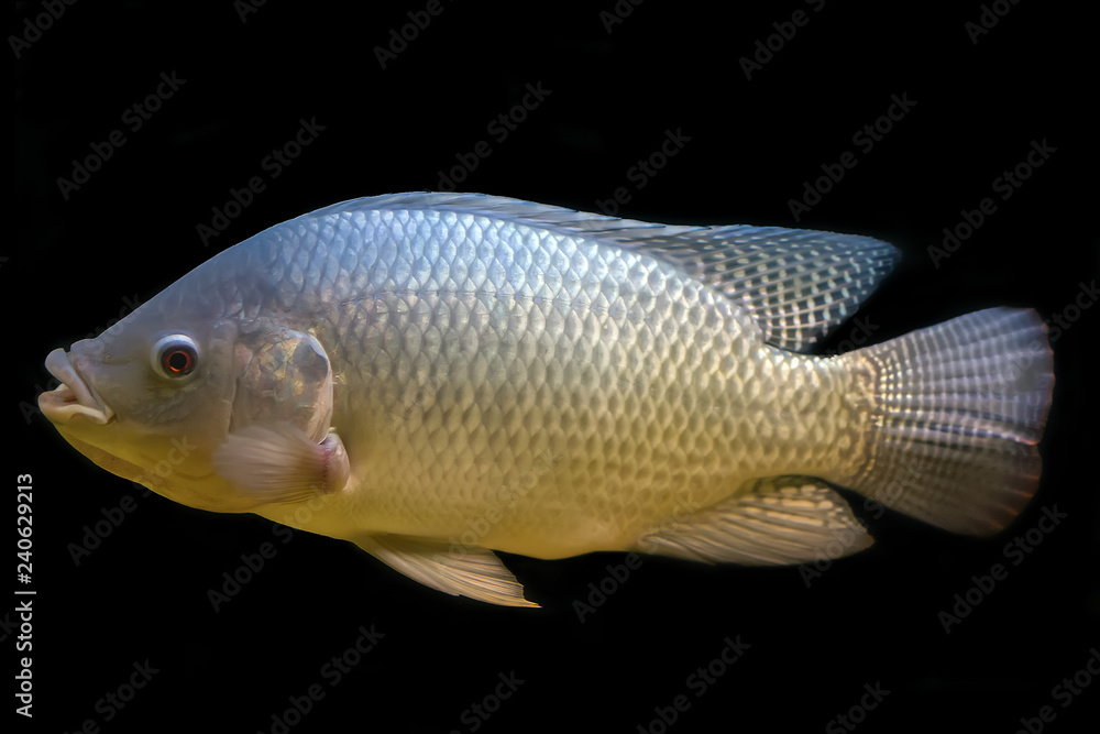 Tilapia fish in tank isolate on black background, selective focus Tilapia fish in tank isolate on black background, selective focus
