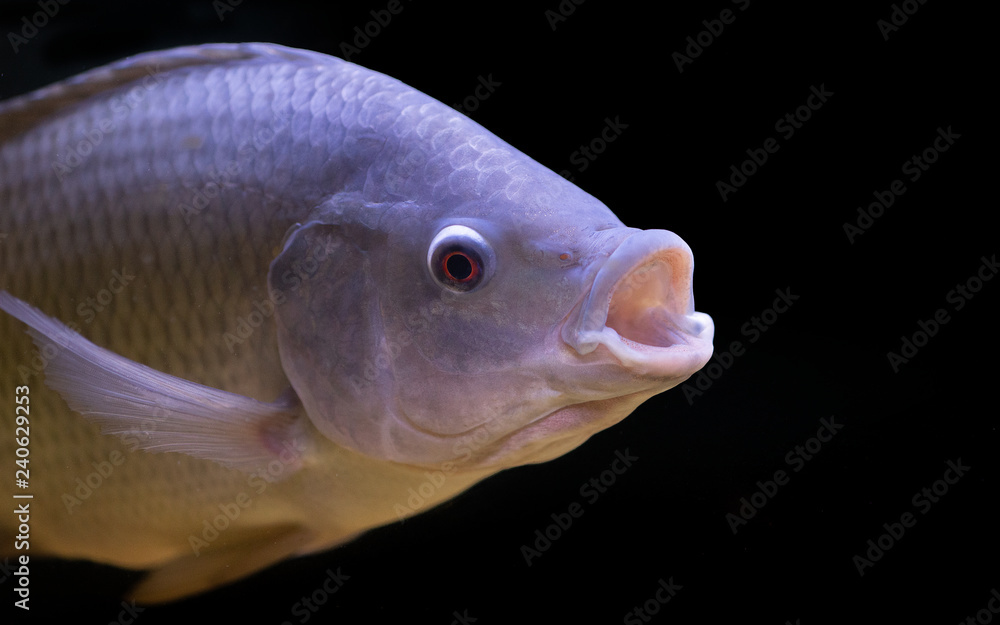 Tilapia fish in tank isolate on black background, selective focus