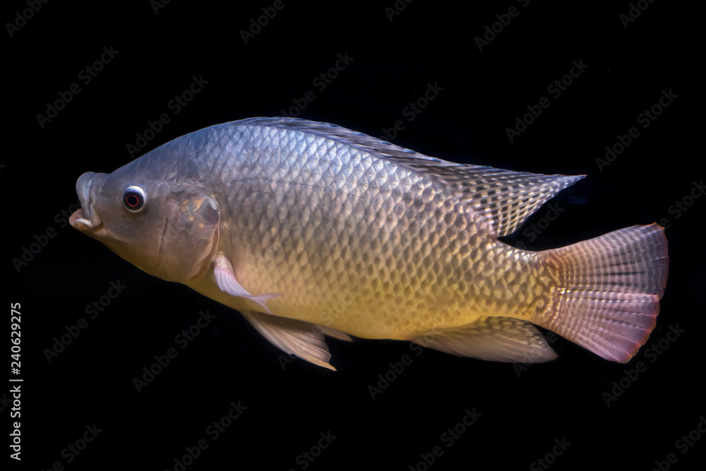 Tilapia fish in tank isolate on black background, selective focus Tilapia fish in tank isolate on black background, selective focus