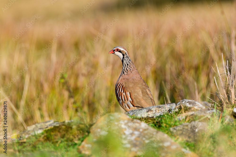Wild Red-legged Partridge in natural habitat of reeds and grasses on moorland in Yorkshire Dales, UK Wild Red-legged Partridge in natural habitat of reeds and grasses on moorland in Yorkshire Dales, UK