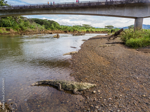 Aerial view of the crocodiles in the Tarcoles river in Costa Rica photo