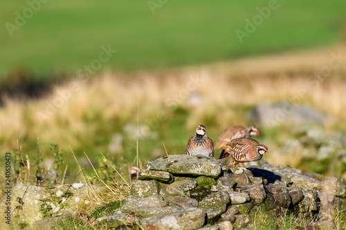 Wild Red-legged Partridge in natural habitat of reeds and grasses on moorland in Yorkshire Dales, UK