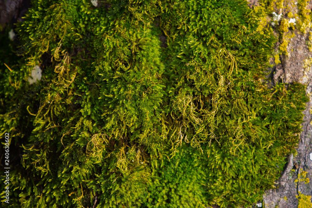 Green moss Green moss