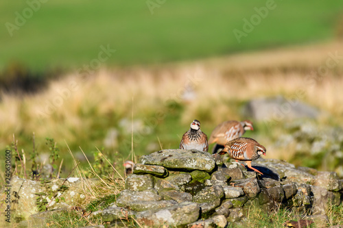 Wild Red-legged Partridge in natural habitat of reeds and grasses on moorland in Yorkshire Dales, UK