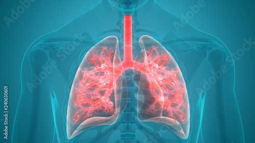 Human Respiratory System Anatomy photo