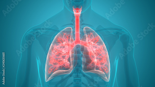 Human Respiratory System Anatomy photo