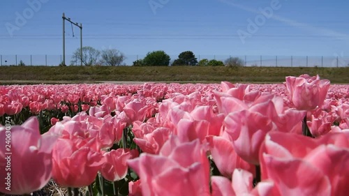 Walk on pink tulips. photo