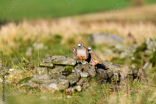 Wild Red-legged Partridge in natural habitat of reeds and grasses on moorland in Yorkshire Dales, UK