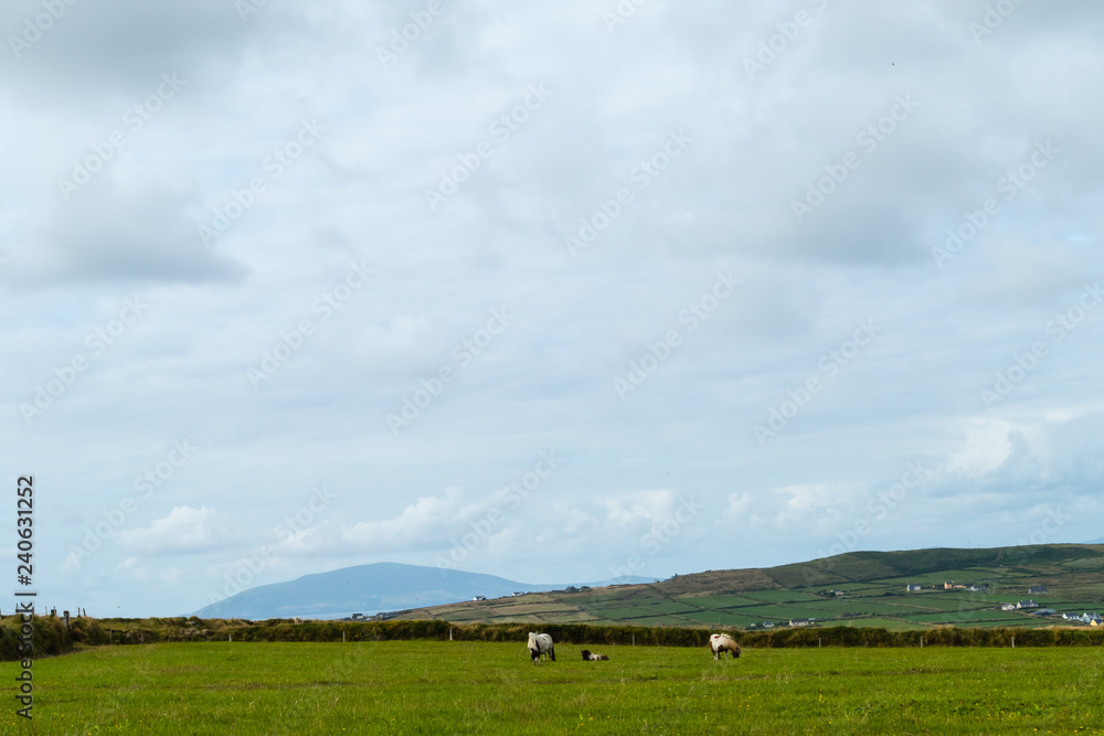 Ponies on irish Meadow Ponys auf irischer Weide