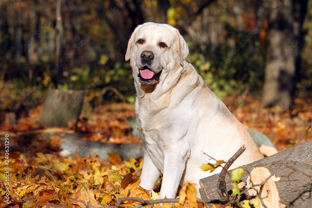a yellow labrador playing in the park in autumn a yellow labrador playing in the park in autumn