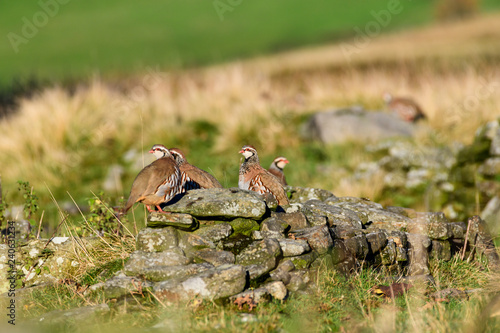 Wild Red-legged Partridge in natural habitat of reeds and grasses on moorland in Yorkshire Dales, UK
