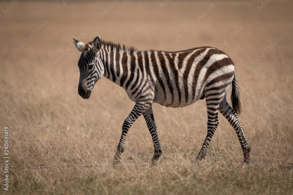 Naklejka premium Plains zebra walking alone on grassy plain