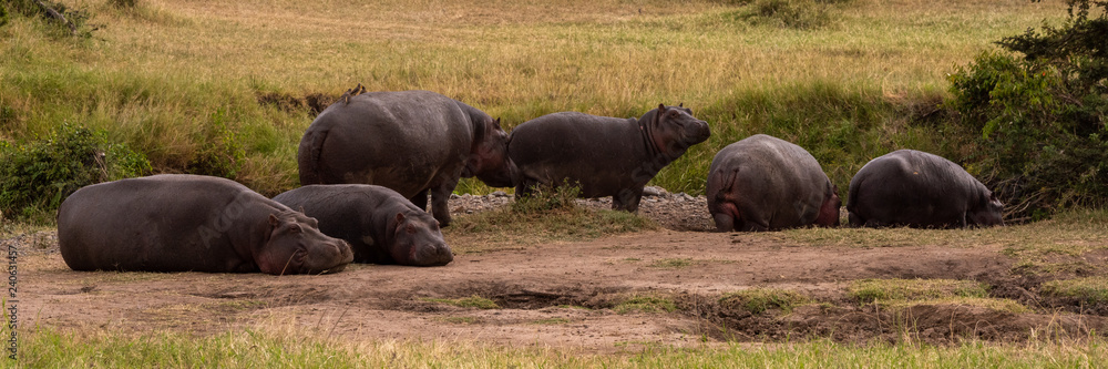 Six hippos lying and standing on savannah Six hippos lying and standing on savannah