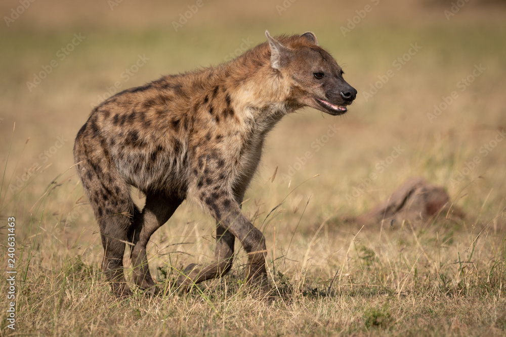 Spotted hyena running across grass in sunshine Spotted hyena running across grass in sunshine